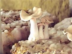 149 MUSEE DU CHAMPIGNON A  SAUMUR 2016 2_000003